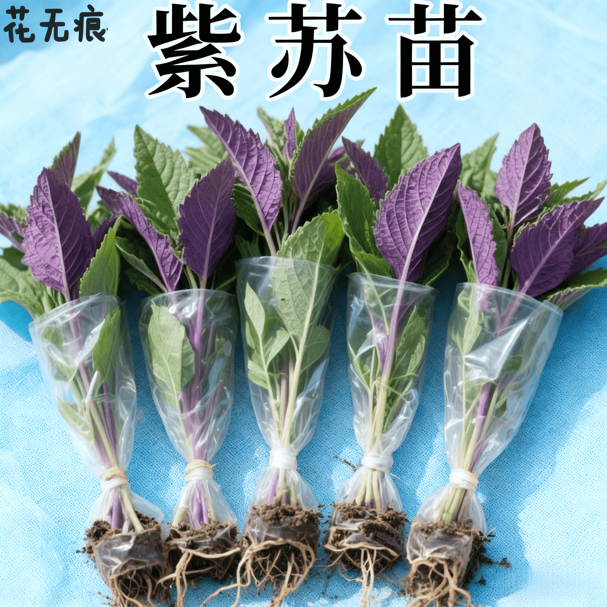 食用紫苏苗壮带土四季盆栽