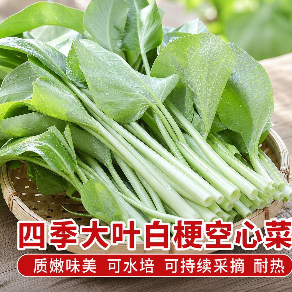 白梗大叶空心菜种子四季可播
