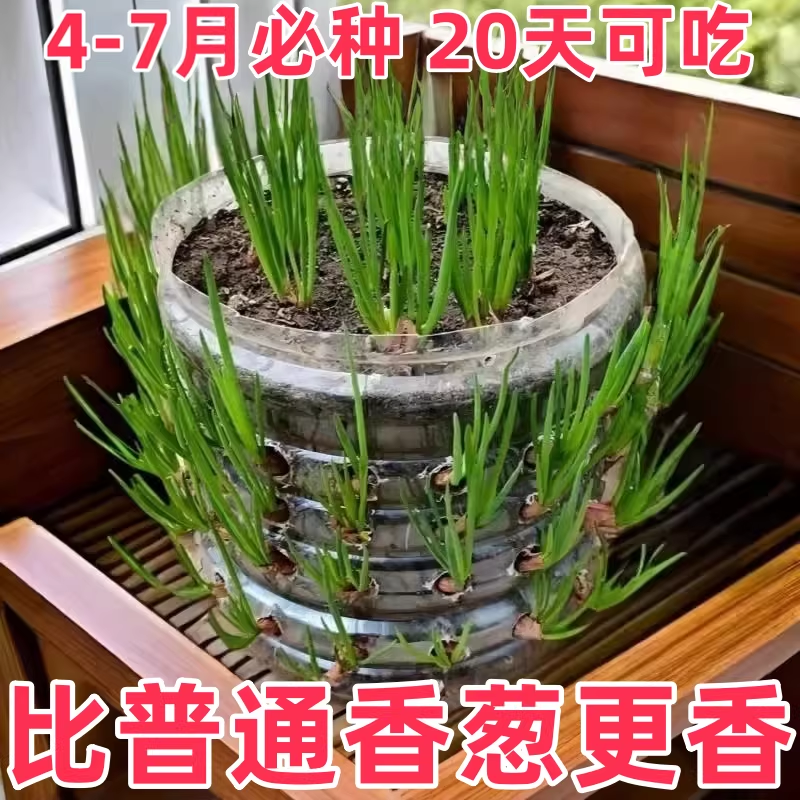 四川小香葱红葱头带芽盆栽