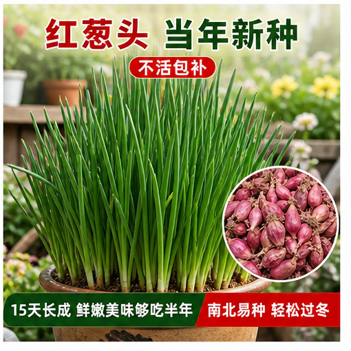 四季阳台香葱头种子种苗