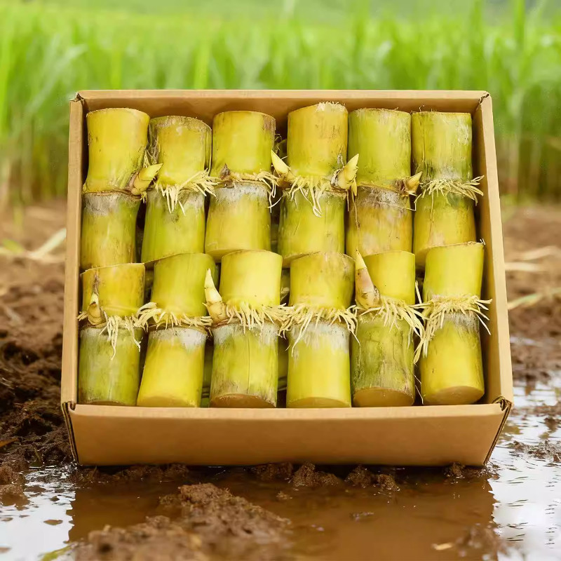 正品黄皮甘蔗种节盆栽正宗黄金水果甘蔗甘蔗新鲜薄黑皮皮甘蔗尾巴