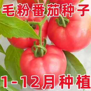 毛粉番茄种子水果大西红柿自然成熟沙瓤大粉番茄种子庭院盆栽番茄