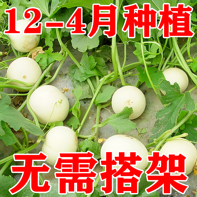 甜瓜白沙蜜种子甜香瓜种子种植四季阳台盆栽生长蔬菜种子大全