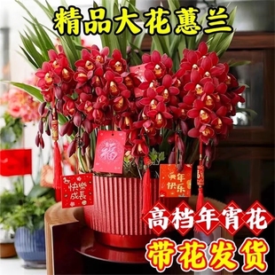 大花蕙兰盆栽带花苞绿植室内盆栽兰花剑兰春节年宵花卉客厅植物