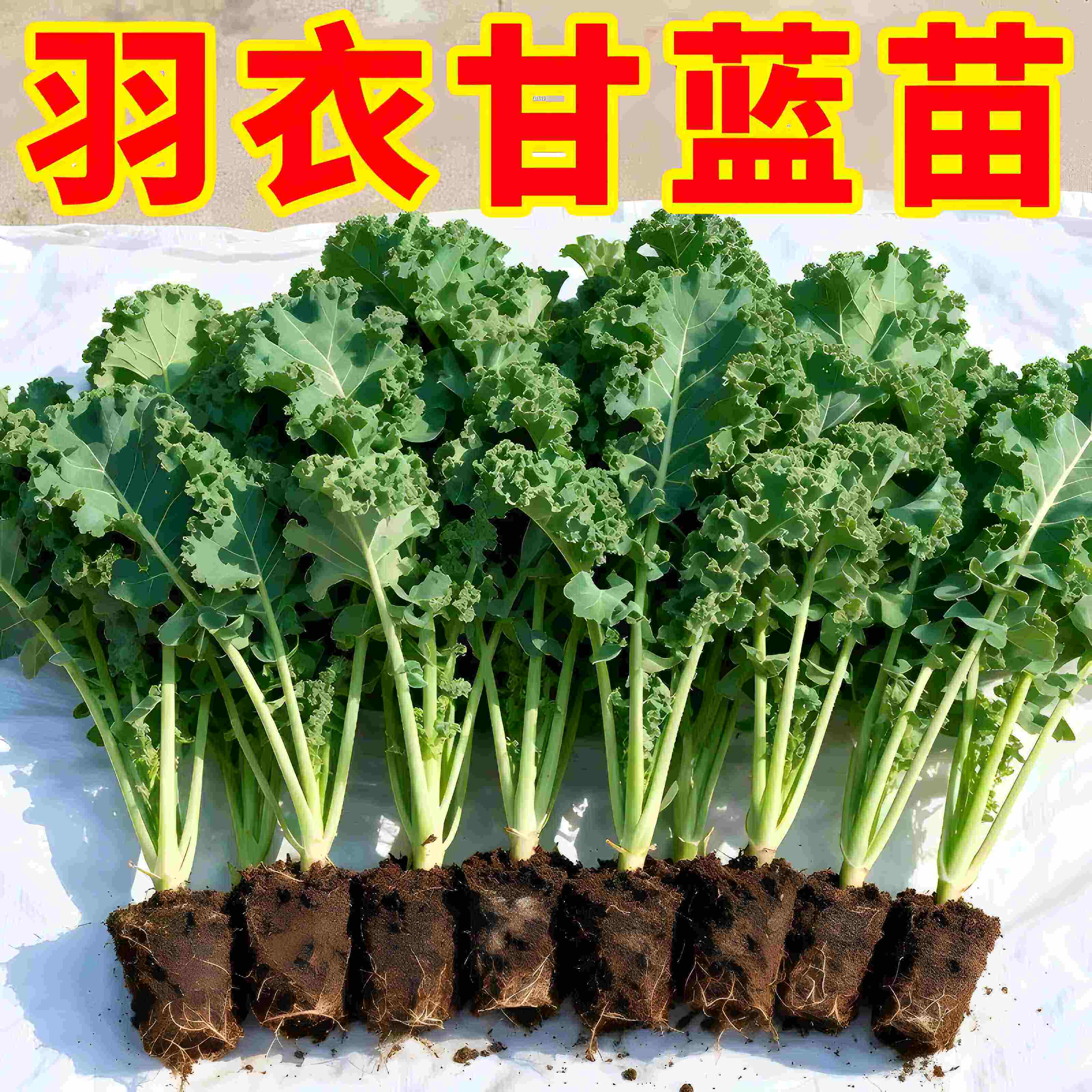 羽衣甘蓝苗高产耐热四季可种