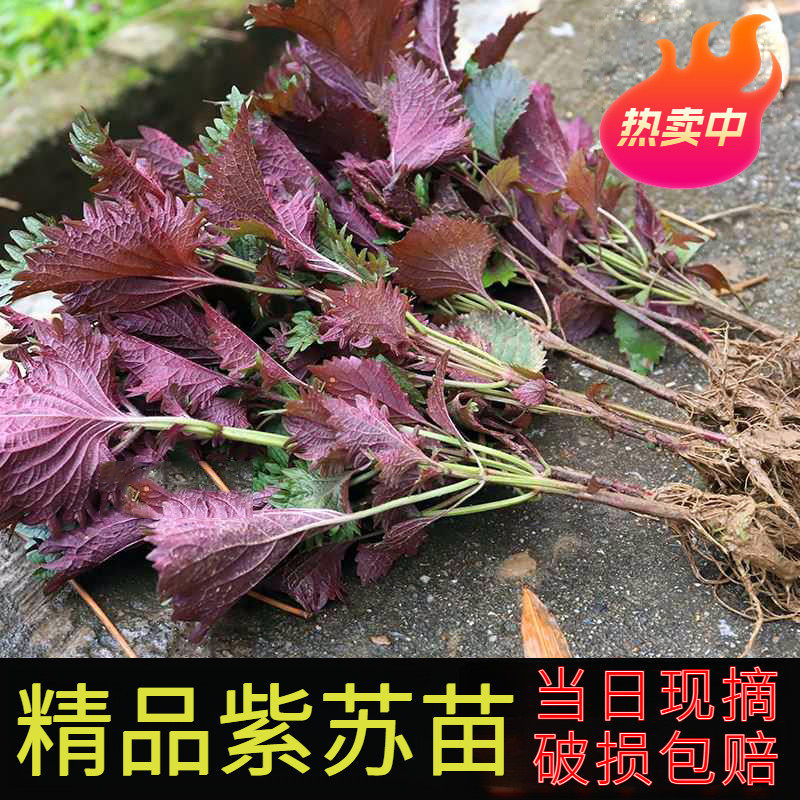 农家紫苏苗20棵带根带土发现摘鲜活紫苏盆栽浓香可食用苏子叶苗