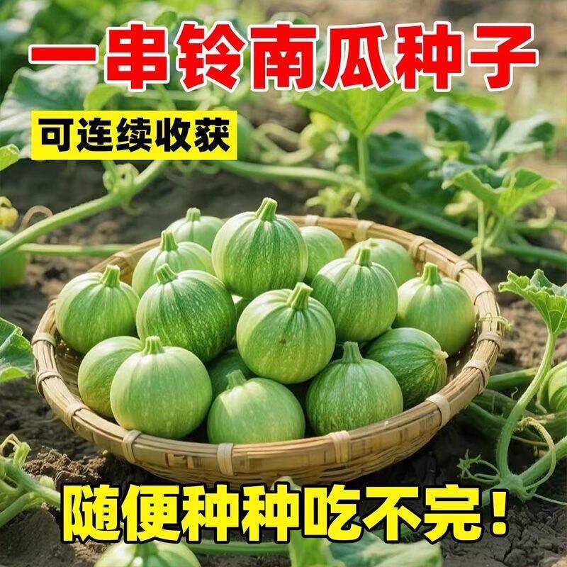一串铃早嫩南瓜种子高产量阳台盆栽四季小南瓜籽庭院种植蔬菜种子