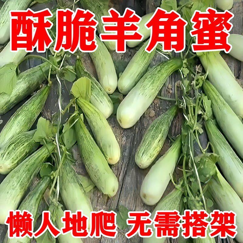 羊角蜜甜瓜种子蔬菜四季水果种子高产绿宝石瓜种子甜脆种子羊角蜜