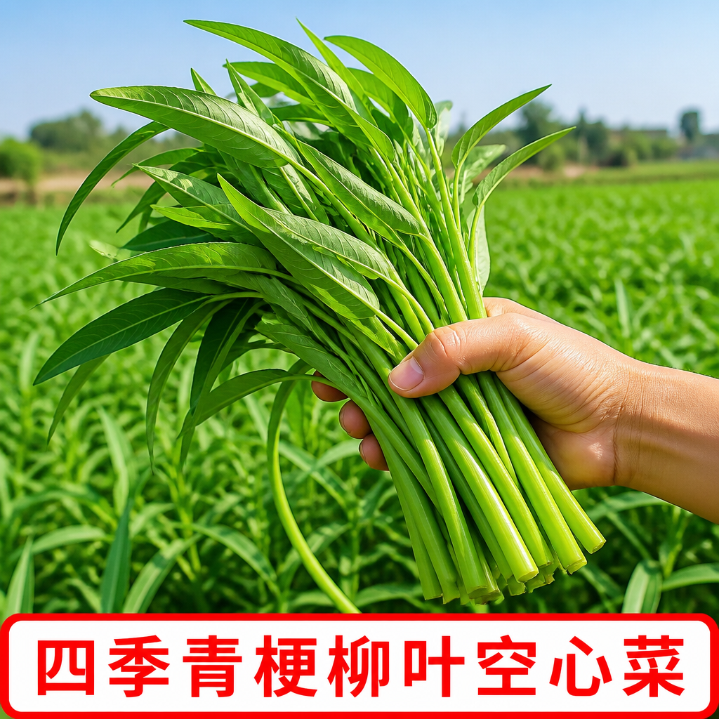 柳叶空心菜种子四季阳台盆栽