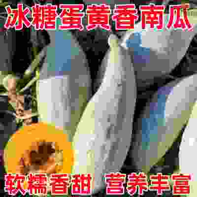 冰糖蛋黄南瓜种子四季香甜糯