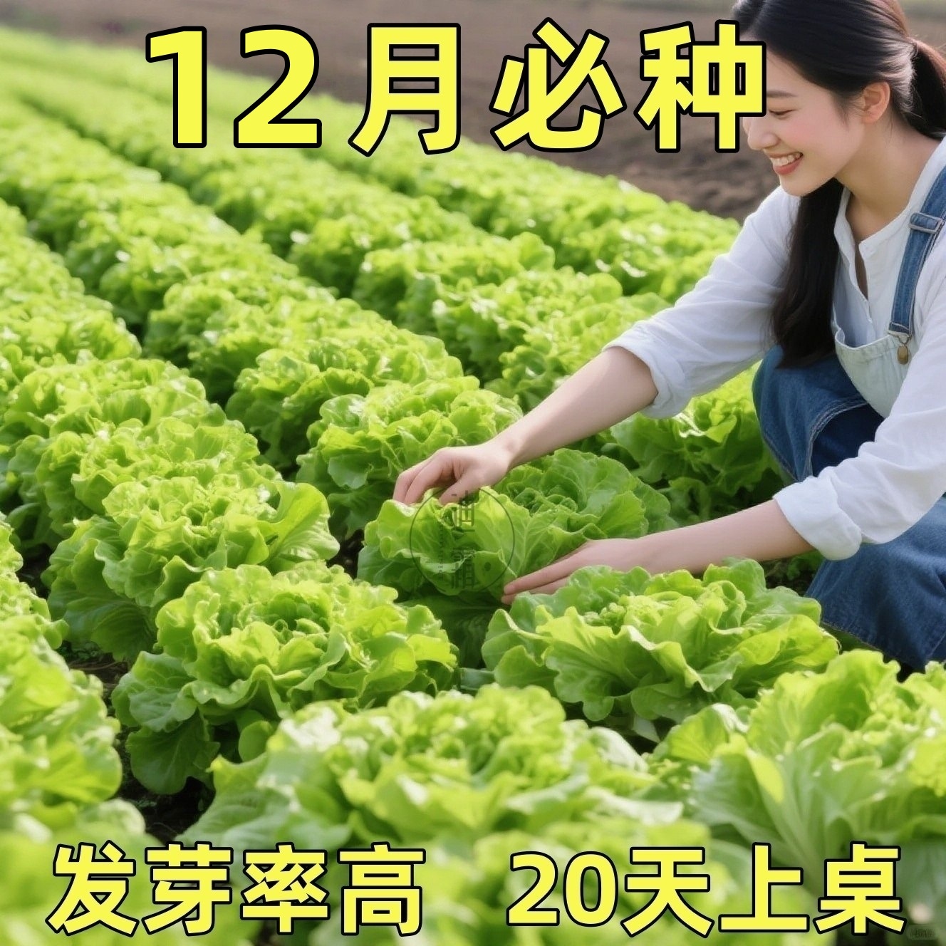 意大利生菜种子秋季耐热四季奶油生菜籽农家阳台盆栽蔬菜种子大全