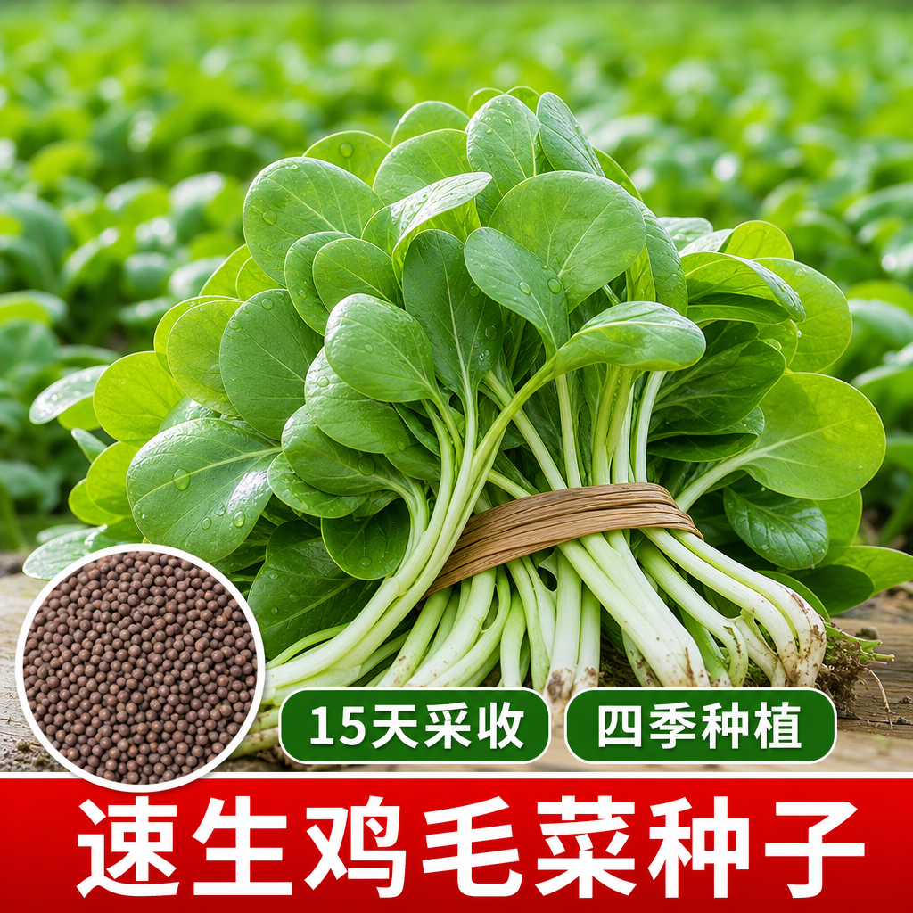 四季速生小白菜种子阳台盆栽