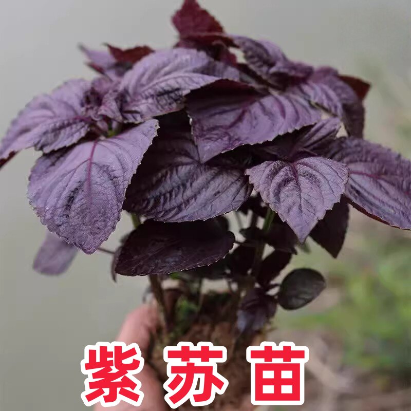 双面全紫紫苏苗湖南老品种大叶紫苏全紫带土阳台栽种去腥紫苏叶苗