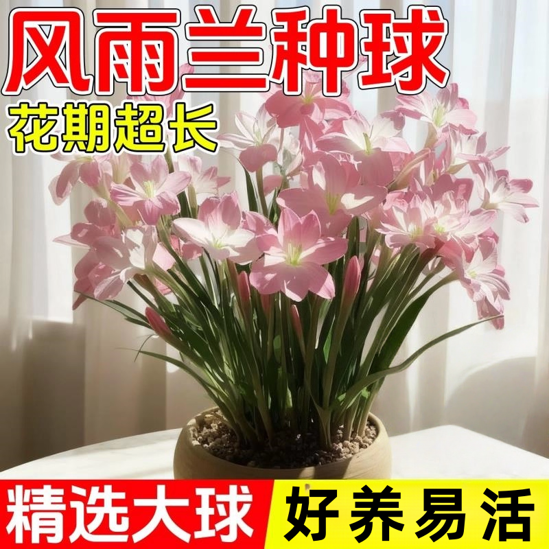 四季种植重瓣风雨兰种球庭院阳台绿植盆栽花卉植物内好养易活韭兰