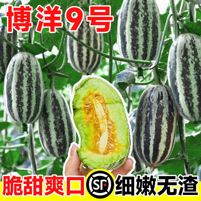 博洋九号甜瓜种籽冰糖子高产甜掉牙花皮香瓜籽羊角蜜四季水果种子