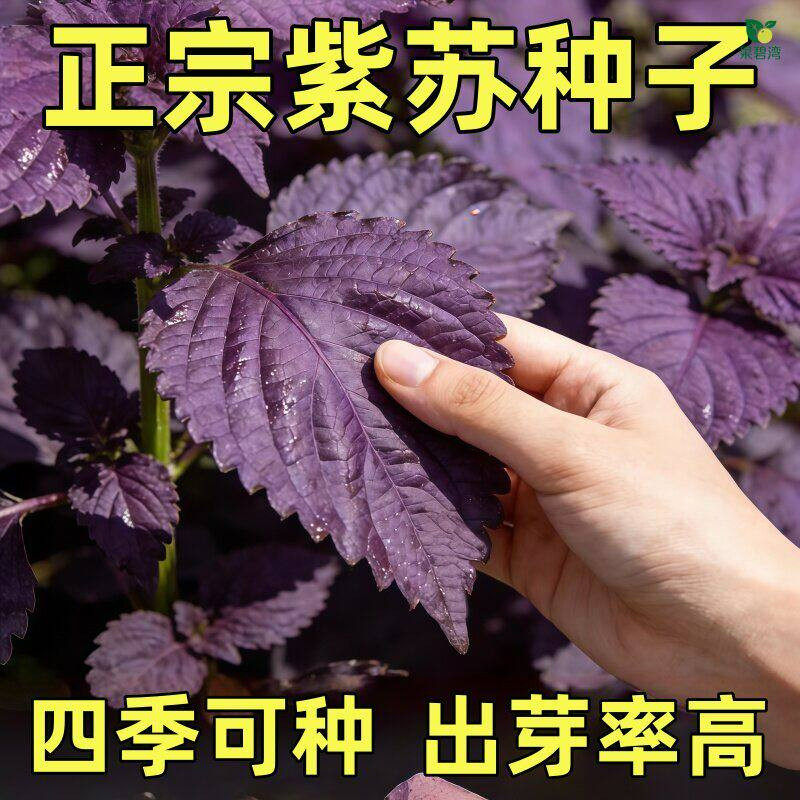 正宗紫苏种子高产浓郁香料盆栽