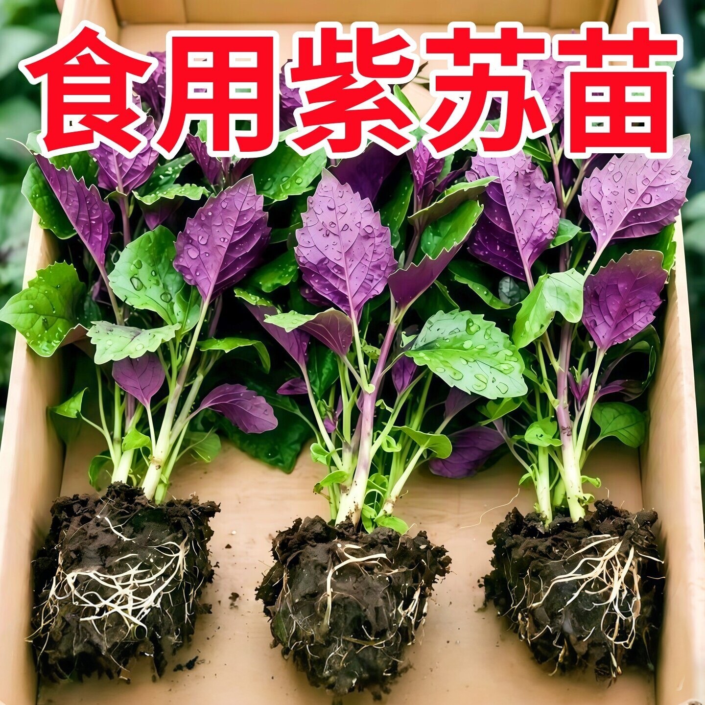 紫苏苗带土老品种四季易养盆栽