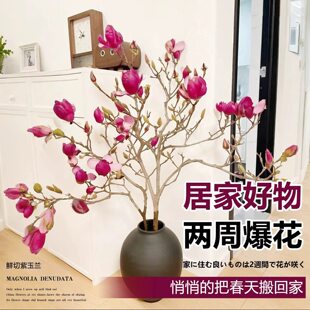 水培紫玉兰 鲜切枝 带花苞 年宵花 香味浓 室内好养耐寒植物盆栽