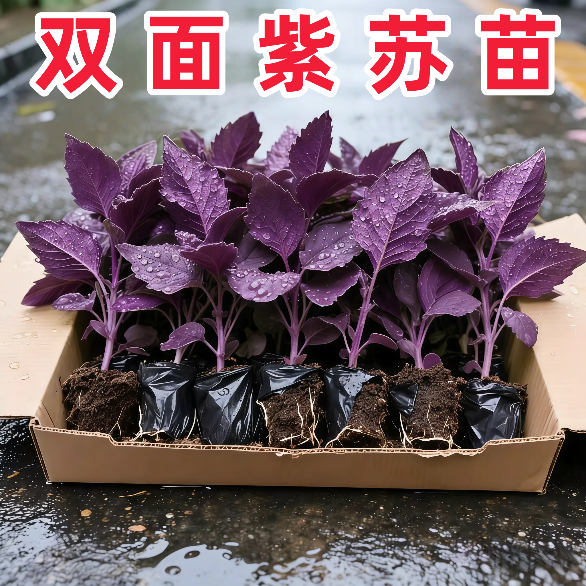 双面紫苏苗带土盆栽可食用驱蚊虫植物蔬菜苗秧苗阳台种植室内绿植