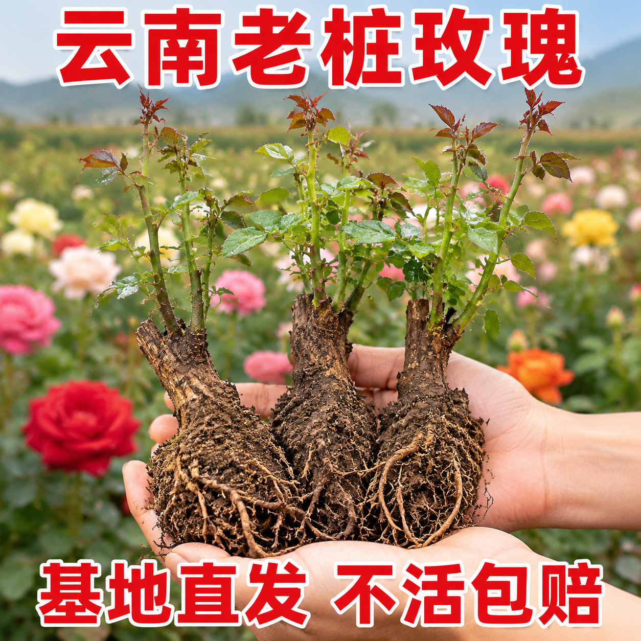 月季老桩玫瑰花树苗盆栽云南昆明红玫瑰老根花苗四季花卉开花浓香