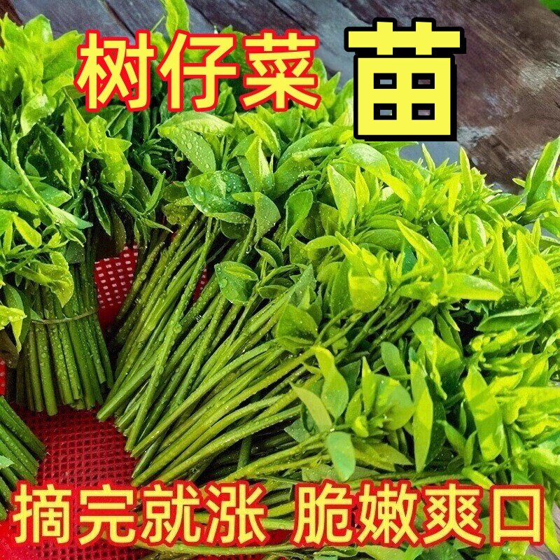 树仔菜新鲜潮汕菜酒楼特色私房菜五指山野菜天绿香酒店食材凉拌菜,鲜花速递/花卉仿真/绿植园艺,藤本/攀援植物,淘宝优惠券,粉丝福利购,淘宝优惠卷