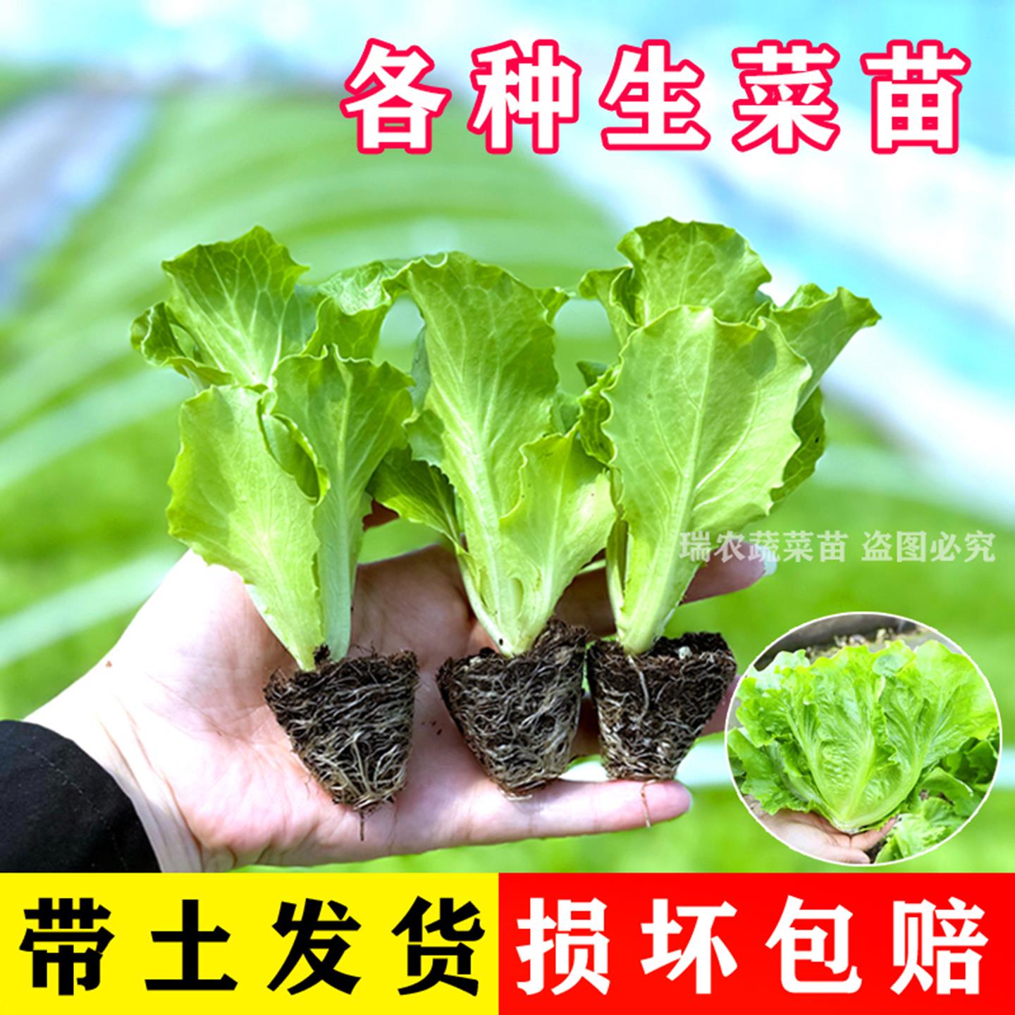 生菜苗秧苗带土带根意大利玻璃大速生菜球苗水培盆栽地栽阳台种植