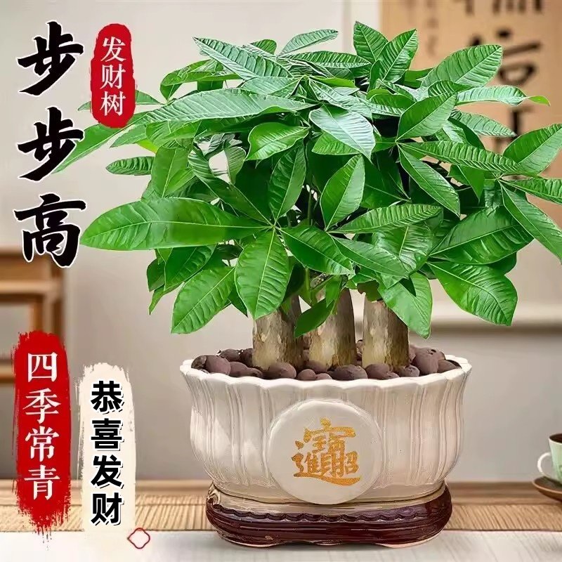 发财树盆栽招财旺宅桌面盆景办公室绿植室内客厅中式禅意四季植物