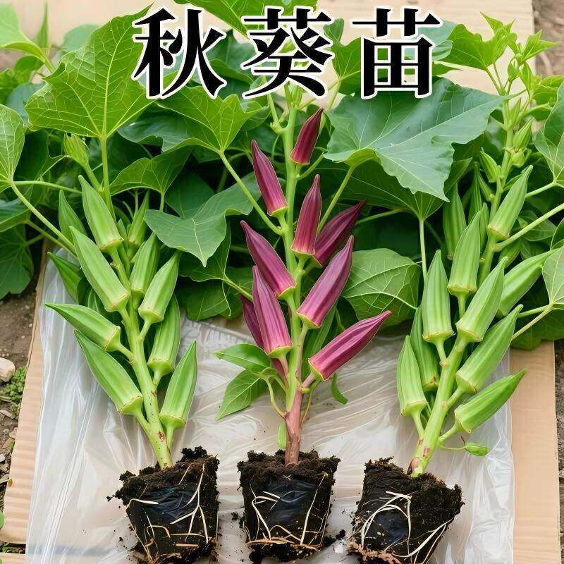 耐旱带土秋葵大苗种子