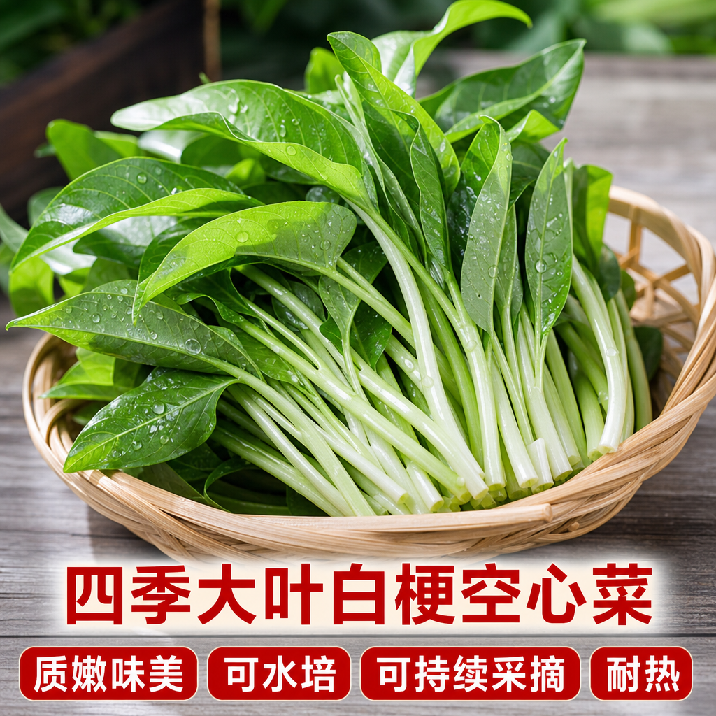 白杆空心菜种子白梗大叶白骨大叶小叶蕹菜大叶水生蔬菜籽四季通菜