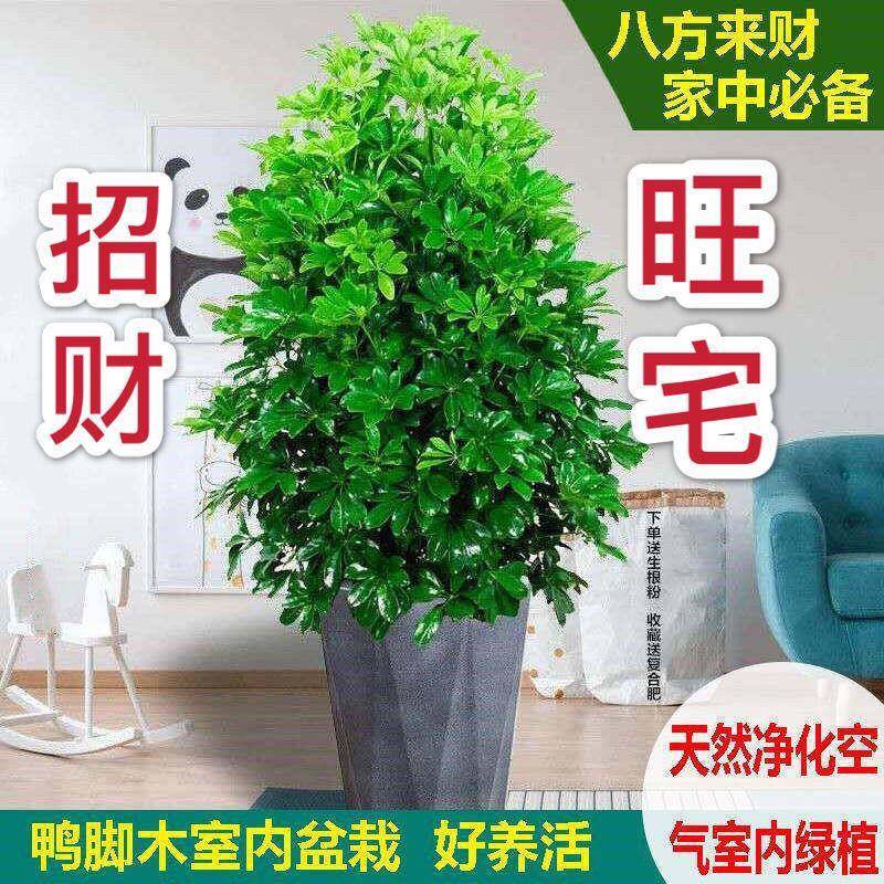 四季常青八方来财大型鸭脚木室内阳台绿植盆栽花卉发财树发财树
