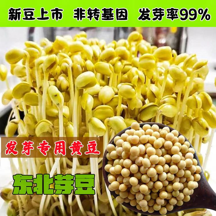 新黄豆发豆芽专用打豆浆专用老品种小黄豆豆芽东北黄豆农家自种