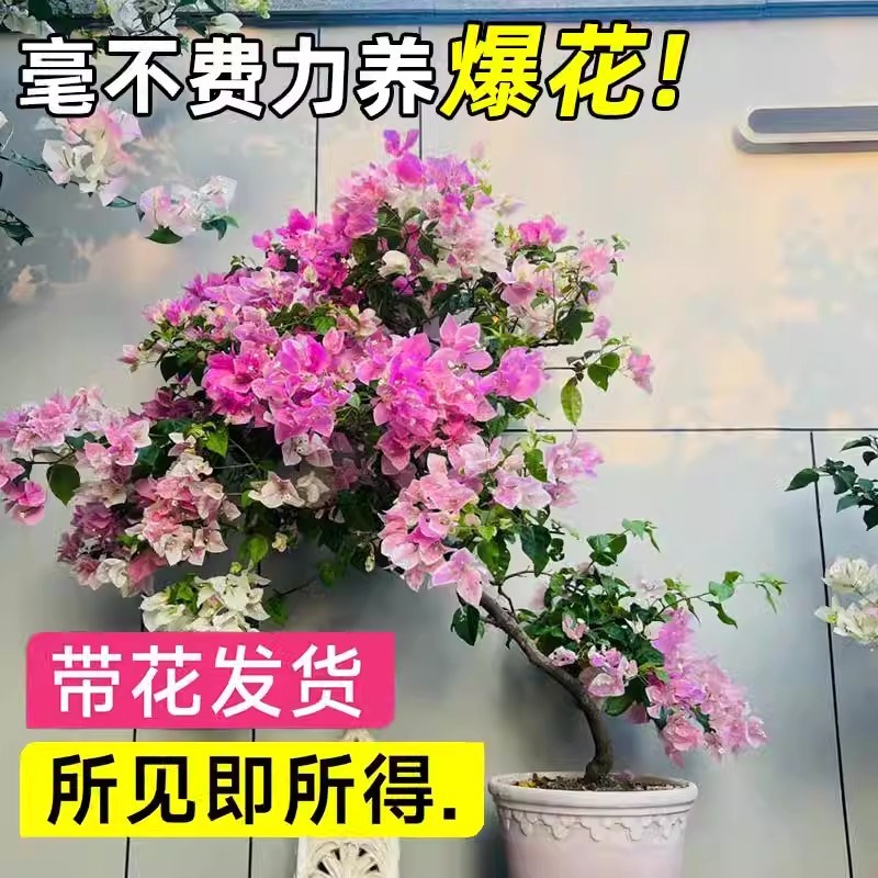 重瓣三角梅盆栽带花剑树苗室内阳台飘枝垂丝老桩四季开花爬藤花卉