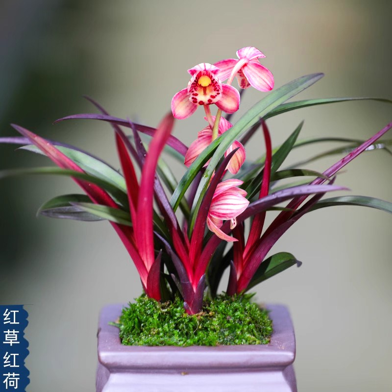 名贵兰花正宗建兰四季小红草红荷网红草花卉高档盆栽室内绿植阳台