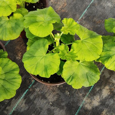 再见梦想小苗天竺葵大花球勤花好养的花卉耐热品种
