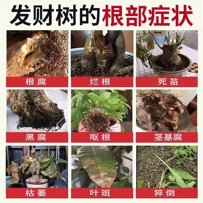 发财树黄叶枯叶烂根专用营养液掉叶黄斑强力杀菌复活液再生根剂