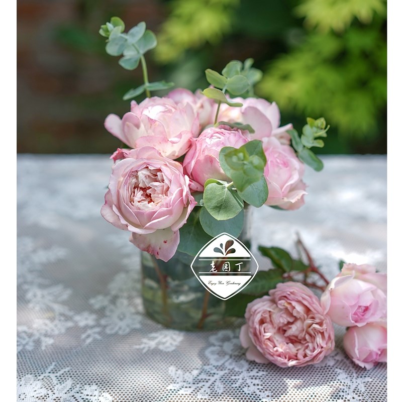 河本根接大苗 新娘莎菲六翼天使乐柏玫瑰时装蓝月石羽毛 老园丁