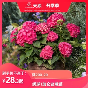 绣球盆栽花苗无尽夏花手鞠等四季易种易养庭院花园观花大花