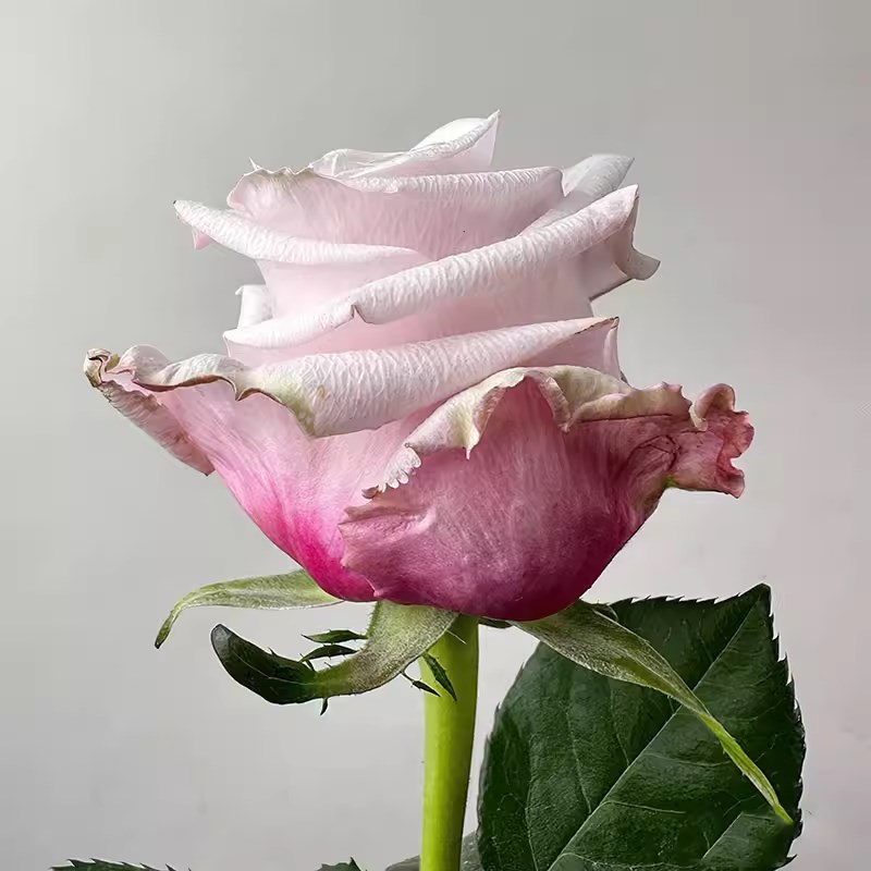 超新品珍珠项链月季苗灌木大花切花玫瑰庭院阳台盆栽四季开花