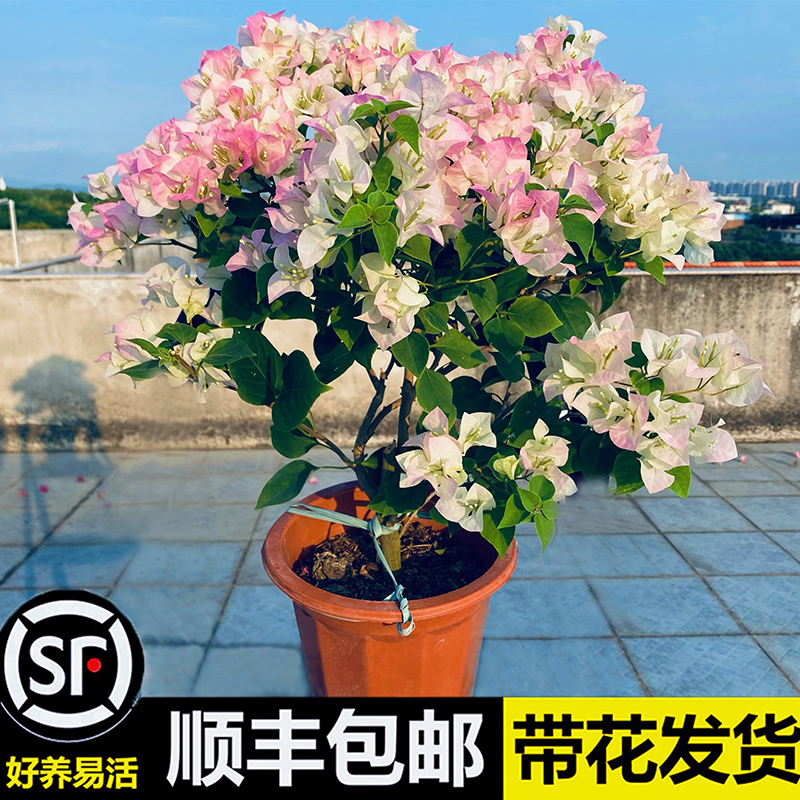 绿樱三角梅带花漳州红缨四季开花老桩爬藤庭院植物