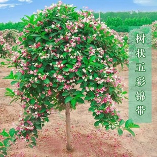 树桩五彩锦带树苗盆栽多季开花别墅庭院彩叶花树绿化风景树苗耐寒