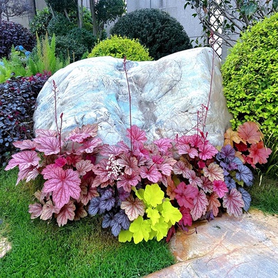 庭院花境植物矾根花苗黄金佛甲草