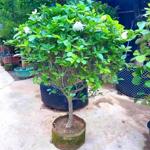 大叶牡丹栀子花盆栽独杆栀子花苗