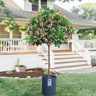 树桩五彩锦带树苗盆栽多季开花别墅庭院彩叶花树绿化风景树苗耐寒
