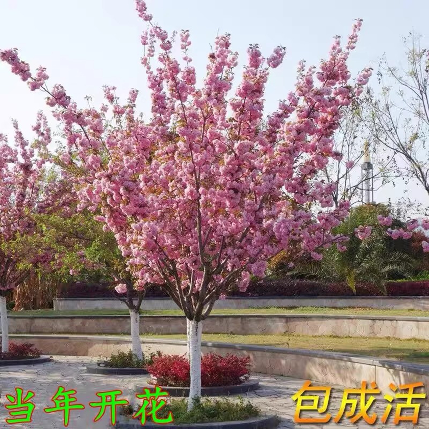 重瓣樱花树苗晚樱花盆栽别墅