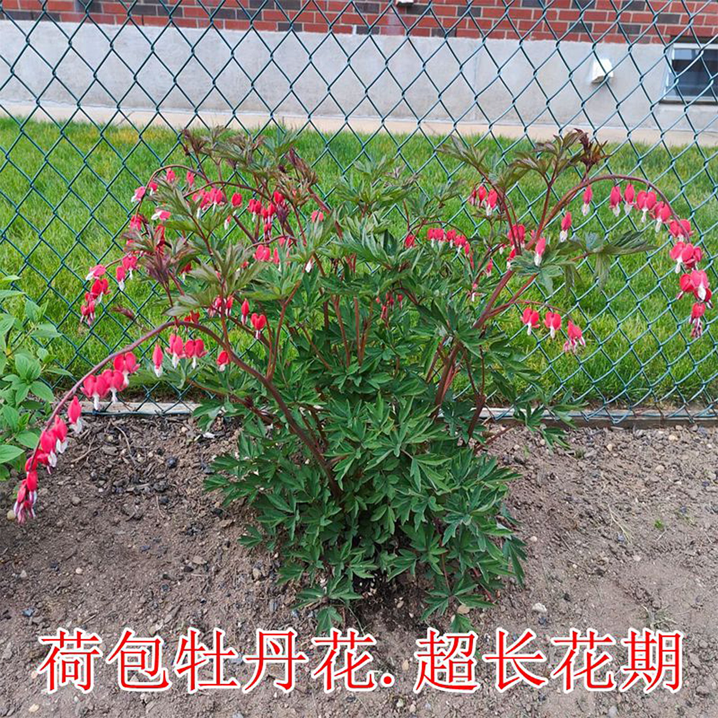 荷包牡丹花苗盆栽室内庭院阳台多年生耐寒草本带芽种植玲儿草耐热