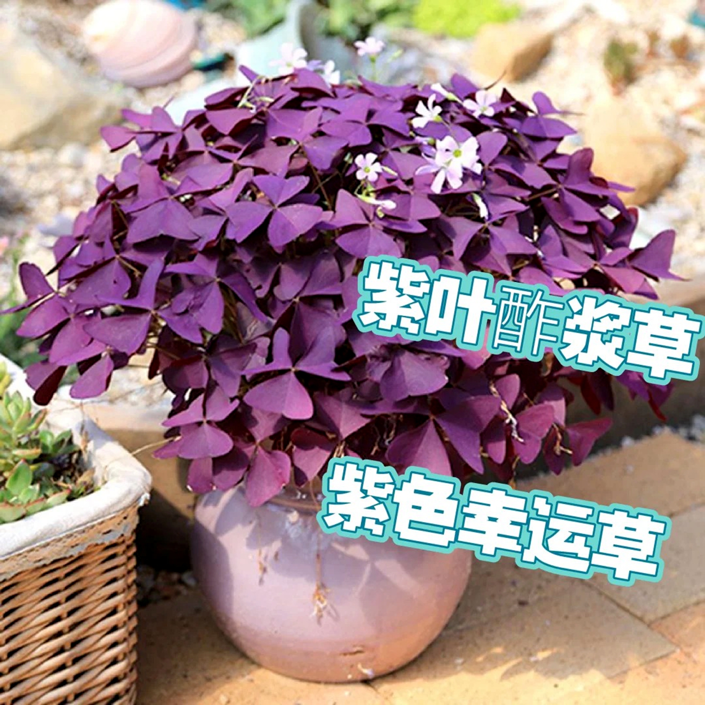 紫叶酢浆草幸运草三叶草紫蝴蝶种球盆栽球根多年生四季花卉植物