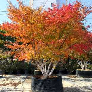 鸡爪槭树苗别墅庭院大型耐寒绿化风景树彩叶造型丛生鸡爪槭红枫苗