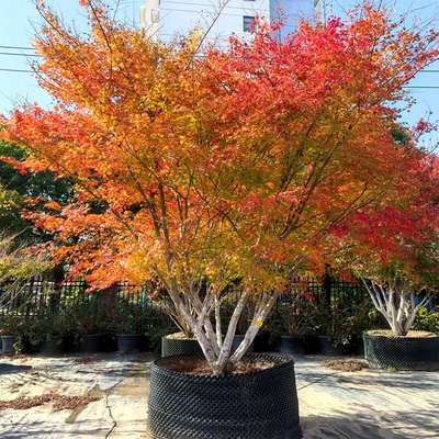 鸡爪槭树苗别墅庭院大型耐寒绿化风景树彩叶造型丛生鸡爪槭红枫苗