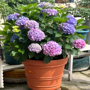 无尽夏绣球老桩花苗盆栽重瓣大花阳台室内外庭院八仙花卉植物耐寒