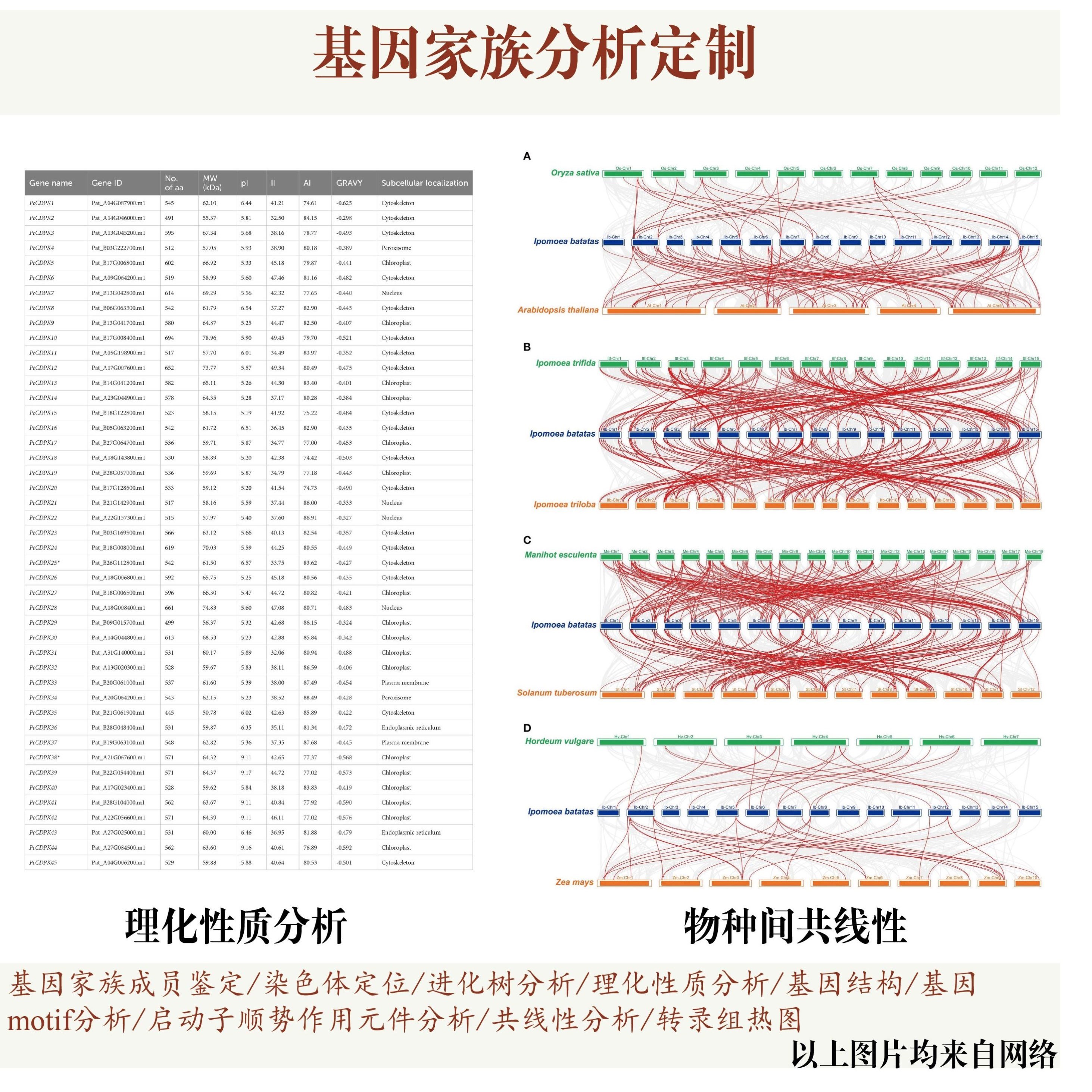 基因家族分析代做，包括基因家族成员鉴定染色体定位进化树共线性